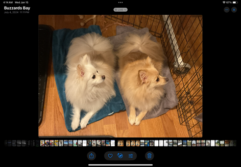 puppy sisters